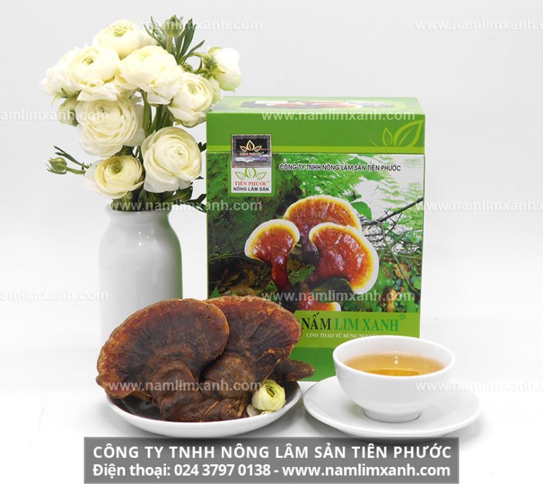 Nấm lim xanh rừng Tiên Phước Quảng Nam trong tự nhiên