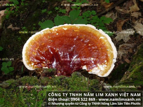 Bán nấm lim xanh thu hái từ rừng Tiên Phước trên 63 tỉnh thành