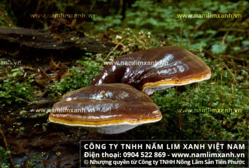 Công dụng của nấm lim xanh tự nhiên Tiên Phước