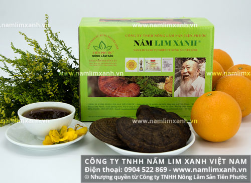 Công dụng nấm lim xanh hỗ trợ điều trị xơ gan