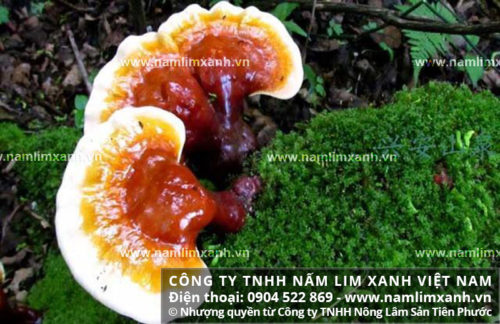 Công dụng nấm lim xanh tự nhiên được chứng minh trong nhiều nghiên cứu