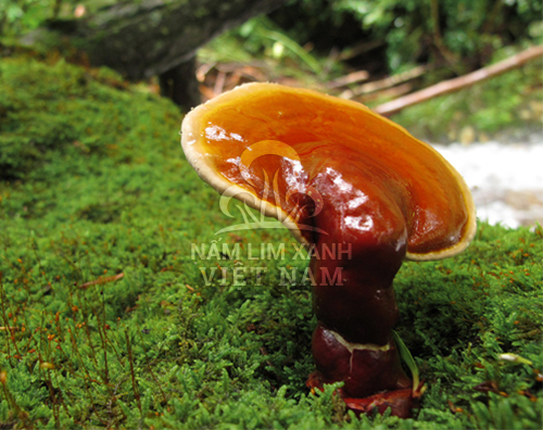 Nấm lim xanh tự nhiên Nấm lim xanh tự nhiên