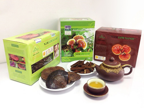 Nấm lim xanh thật trong tự nhiên Nấm lim xanh thật trong tự nhiên