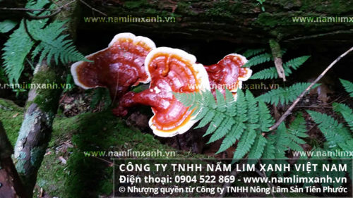 Tác dụng của nấm lim xanh rừng Quảng Nam được nhiều người quan tâm tìm hiểu