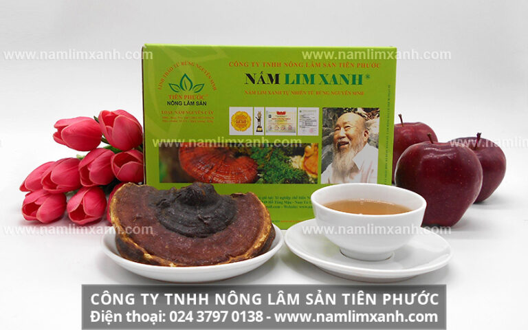 Nấm lim xanh rừng tự nhiên loại nguyên cây