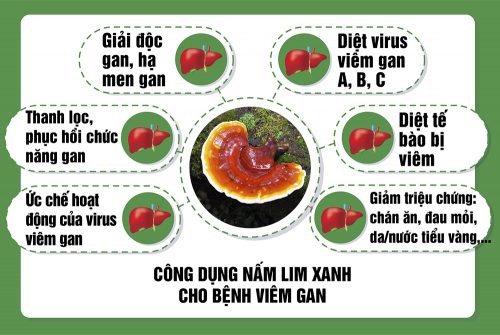 Công dụng của nấm lim xanh đối với bệnh gan như thế nào?