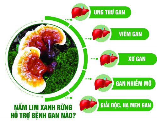 Nấm lim xanh rừng hỗ trợ bệnh gan nào?